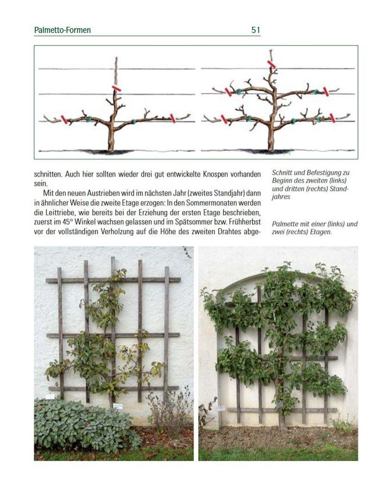 Weitere Ansicht: Spalierobst | Karl Pieber, Peter Modl