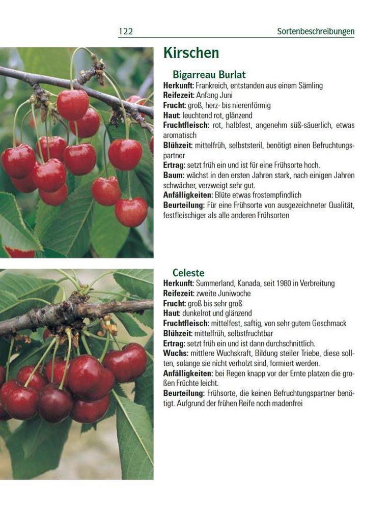 Weitere Ansicht: Spalierobst | Karl Pieber, Peter Modl