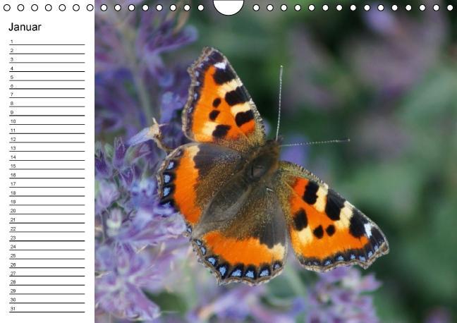 Weitere Ansicht: Heimische Schmetterlinge / Geburtstagskalender (Wandkalender immerwährend DIN A4 quer) | K. A. Kattobello
