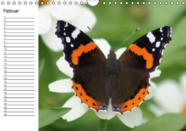 Weitere Ansicht: Heimische Schmetterlinge / Geburtstagskalender (Wandkalender immerwährend DIN A4 quer) | K. A. Kattobello