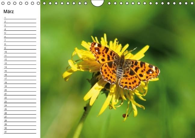 Weitere Ansicht: Heimische Schmetterlinge / Geburtstagskalender (Wandkalender immerwährend DIN A4 quer) | K. A. Kattobello