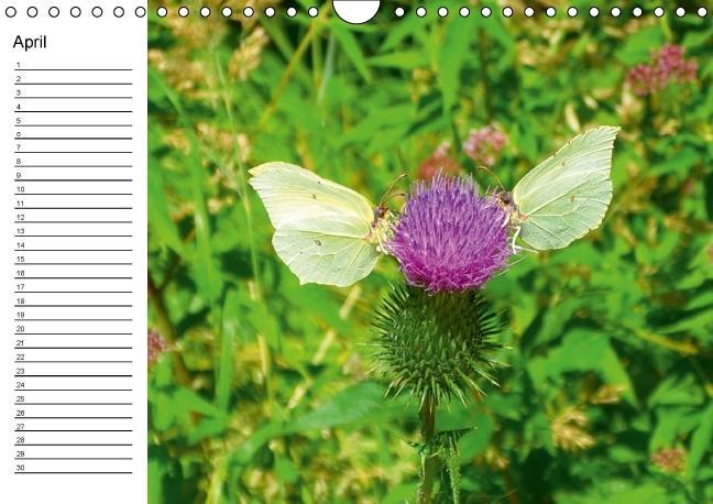 Weitere Ansicht: Heimische Schmetterlinge / Geburtstagskalender (Wandkalender immerwährend DIN A4 quer) | K. A. Kattobello