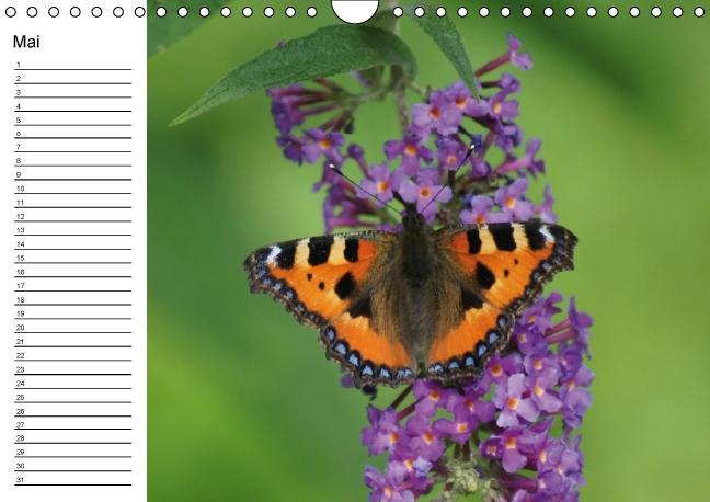 Weitere Ansicht: Heimische Schmetterlinge / Geburtstagskalender (Wandkalender immerwährend DIN A4 quer) | K. A. Kattobello