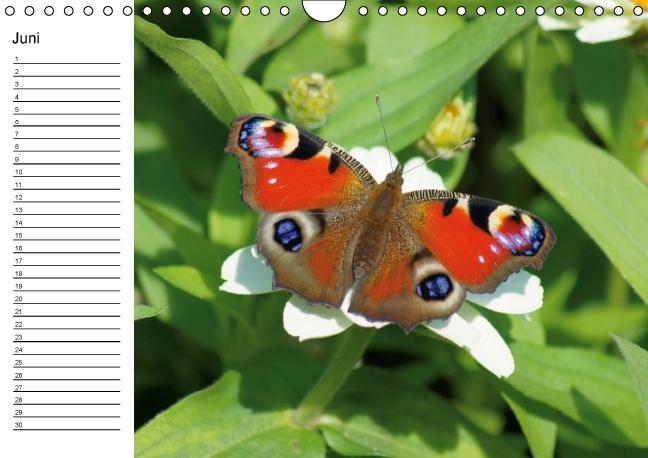 Weitere Ansicht: Heimische Schmetterlinge / Geburtstagskalender (Wandkalender immerwährend DIN A4 quer) | K. A. Kattobello