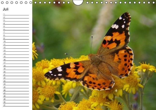 Weitere Ansicht: Heimische Schmetterlinge / Geburtstagskalender (Wandkalender immerwährend DIN A4 quer) | K. A. Kattobello