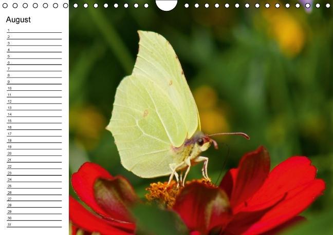 Weitere Ansicht: Heimische Schmetterlinge / Geburtstagskalender (Wandkalender immerwährend DIN A4 quer) | K. A. Kattobello