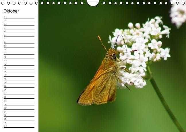 Weitere Ansicht: Heimische Schmetterlinge / Geburtstagskalender (Wandkalender immerwährend DIN A4 quer) | K. A. Kattobello