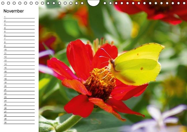 Weitere Ansicht: Heimische Schmetterlinge / Geburtstagskalender (Wandkalender immerwährend DIN A4 quer) | K. A. Kattobello
