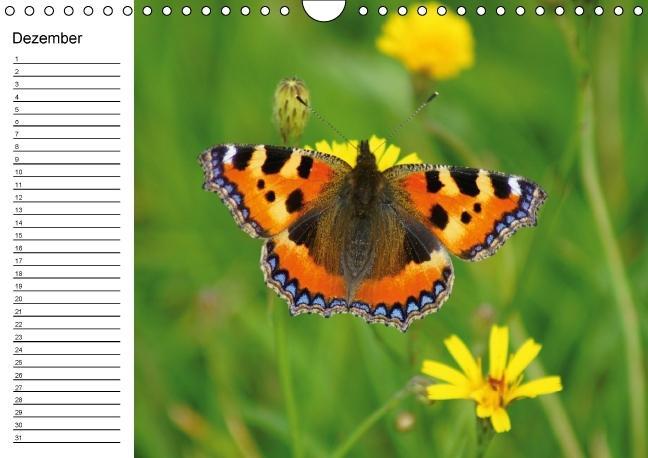 Weitere Ansicht: Heimische Schmetterlinge / Geburtstagskalender (Wandkalender immerwährend DIN A4 quer) | K. A. Kattobello