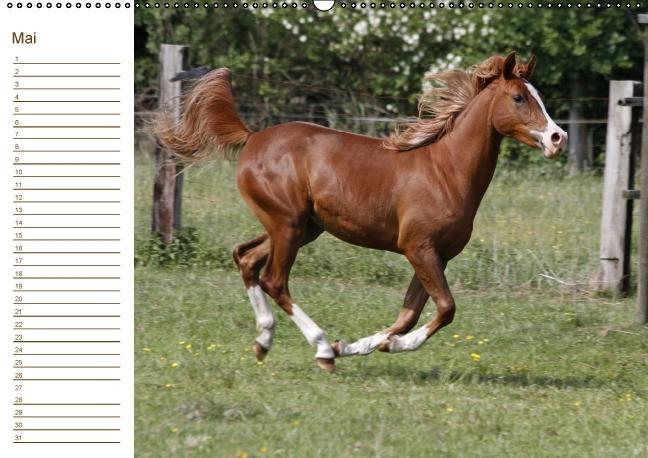 Weitere Ansicht: Der Pferde-Geburtstagskalender (Wandkalender immerwährend DIN A2 quer) | Antje Lindert-Rottke