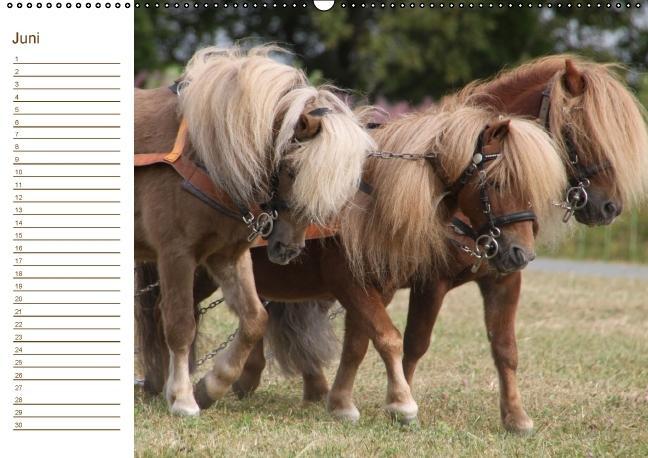 Weitere Ansicht: Der Pferde-Geburtstagskalender (Wandkalender immerwährend DIN A2 quer) | Antje Lindert-Rottke