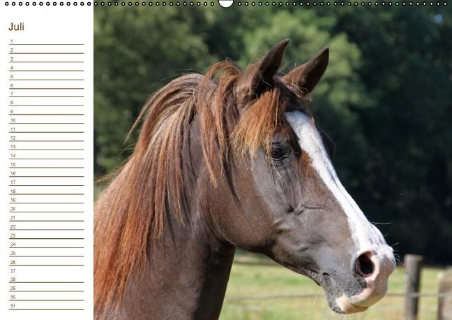 Weitere Ansicht: Der Pferde-Geburtstagskalender (Wandkalender immerwährend DIN A2 quer) | Antje Lindert-Rottke