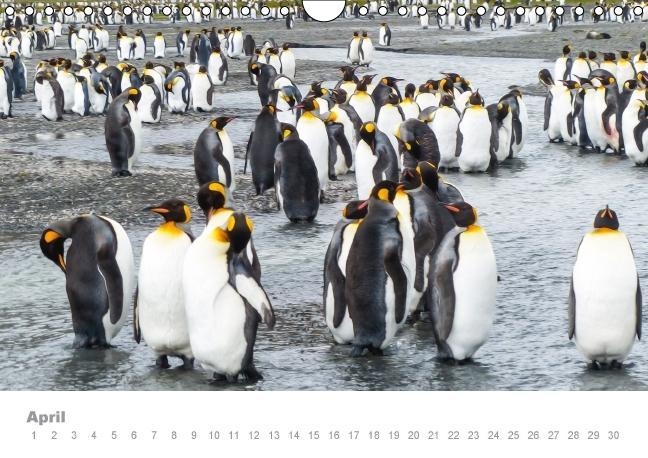 Weitere Ansicht: ANTARKTIS (Wandkalender immerwährend DIN A4 quer) | Max Steinwald