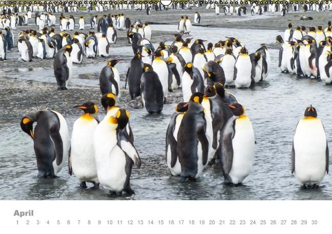 Weitere Ansicht: ANTARKTIS (Wandkalender immerwährend DIN A2 quer) | Max Steinwald