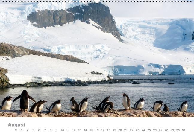 Weitere Ansicht: ANTARKTIS (Wandkalender immerwährend DIN A2 quer) | Max Steinwald