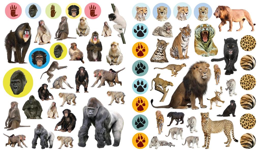 Weitere Ansicht: Eyelike Stickers: Wild Animals