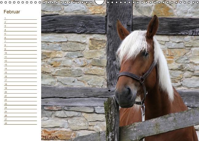 Weitere Ansicht: Pferde / Geburtstagskalender / AT-Version (Wandkalender immerwährend DIN A3 quer) | Antje Lindert-Rottke