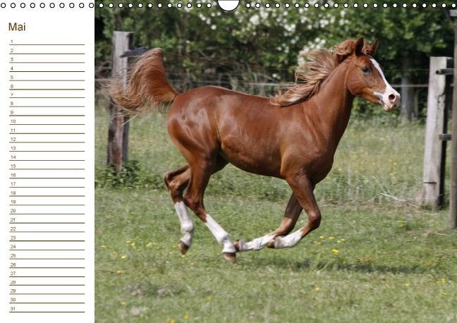 Weitere Ansicht: Pferde / Geburtstagskalender / AT-Version (Wandkalender immerwährend DIN A3 quer) | Antje Lindert-Rottke