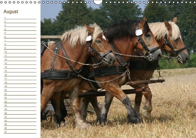Weitere Ansicht: Pferde / Geburtstagskalender / AT-Version (Wandkalender immerwährend DIN A3 quer) | Antje Lindert-Rottke
