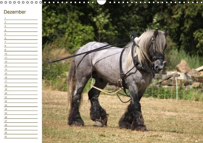 Weitere Ansicht: Pferde / Geburtstagskalender / AT-Version (Wandkalender immerwährend DIN A3 quer) | Antje Lindert-Rottke