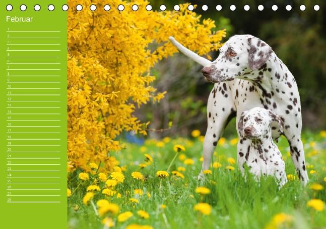 Weitere Ansicht: Dalmatiner - Ein immerwährender Geburtstags-Kalender (Tischkalender immerwährend DIN A5 quer) | Judith Dzierzawa