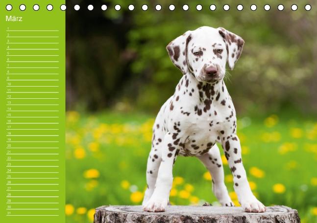 Weitere Ansicht: Dalmatiner - Ein immerwährender Geburtstags-Kalender (Tischkalender immerwährend DIN A5 quer) | Judith Dzierzawa