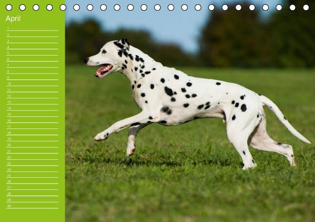 Weitere Ansicht: Dalmatiner - Ein immerwährender Geburtstags-Kalender (Tischkalender immerwährend DIN A5 quer) | Judith Dzierzawa