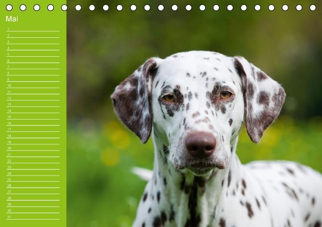 Weitere Ansicht: Dalmatiner - Ein immerwährender Geburtstags-Kalender (Tischkalender immerwährend DIN A5 quer) | Judith Dzierzawa