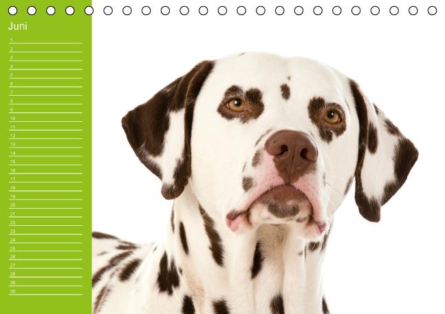 Weitere Ansicht: Dalmatiner - Ein immerwährender Geburtstags-Kalender (Tischkalender immerwährend DIN A5 quer) | Judith Dzierzawa
