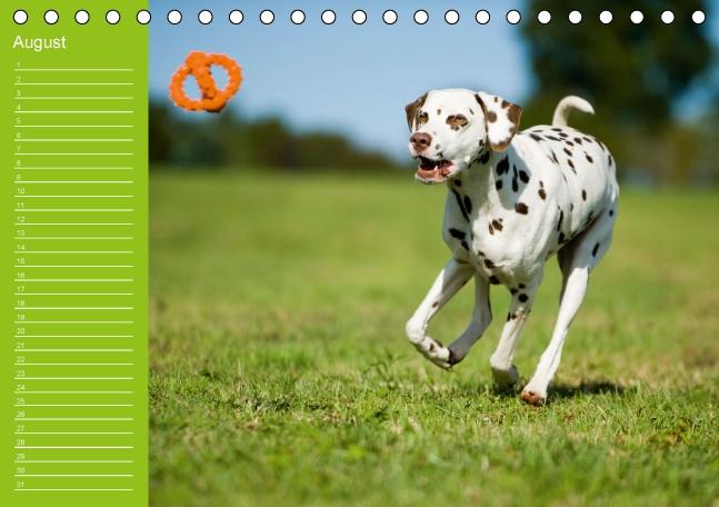 Weitere Ansicht: Dalmatiner - Ein immerwährender Geburtstags-Kalender (Tischkalender immerwährend DIN A5 quer) | Judith Dzierzawa