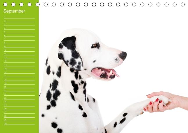 Weitere Ansicht: Dalmatiner - Ein immerwährender Geburtstags-Kalender (Tischkalender immerwährend DIN A5 quer) | Judith Dzierzawa
