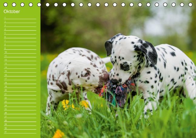 Weitere Ansicht: Dalmatiner - Ein immerwährender Geburtstags-Kalender (Tischkalender immerwährend DIN A5 quer) | Judith Dzierzawa