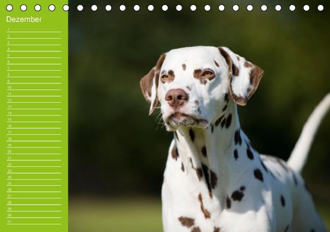 Weitere Ansicht: Dalmatiner - Ein immerwährender Geburtstags-Kalender (Tischkalender immerwährend DIN A5 quer) | Judith Dzierzawa