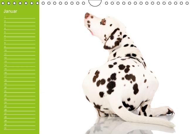 Weitere Ansicht: Dalmatiner - Ein immerwährender Geburtstags-Kalender (Wandkalender immerwährend DIN A4 quer) | Judith Dzierzawa