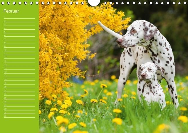 Weitere Ansicht: Dalmatiner - Ein immerwährender Geburtstags-Kalender (Wandkalender immerwährend DIN A4 quer) | Judith Dzierzawa