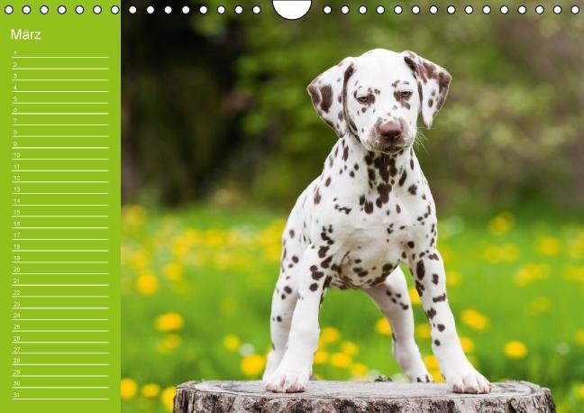 Weitere Ansicht: Dalmatiner - Ein immerwährender Geburtstags-Kalender (Wandkalender immerwährend DIN A4 quer) | Judith Dzierzawa