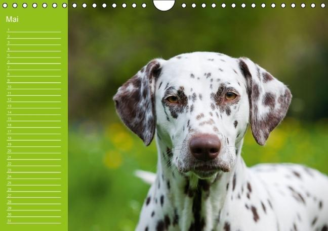 Weitere Ansicht: Dalmatiner - Ein immerwährender Geburtstags-Kalender (Wandkalender immerwährend DIN A4 quer) | Judith Dzierzawa