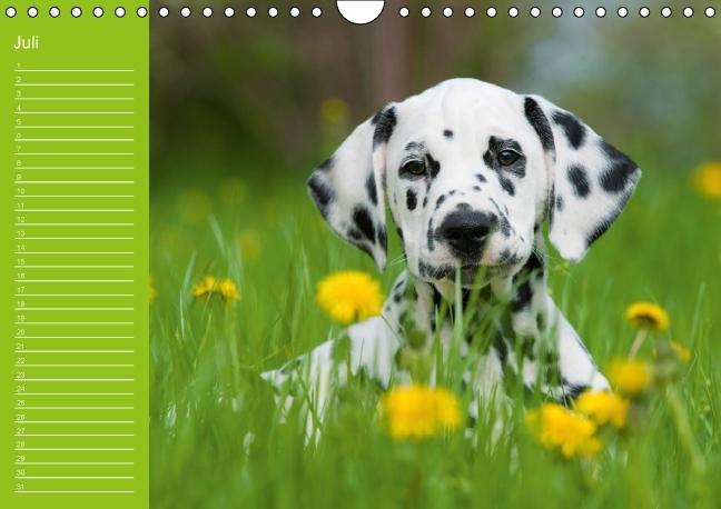 Weitere Ansicht: Dalmatiner - Ein immerwährender Geburtstags-Kalender (Wandkalender immerwährend DIN A4 quer) | Judith Dzierzawa