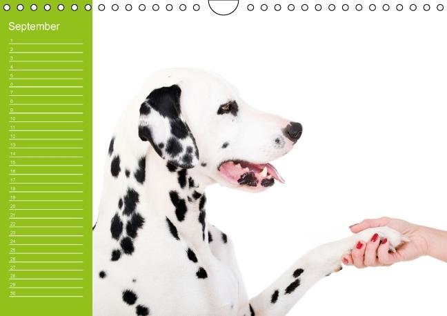 Weitere Ansicht: Dalmatiner - Ein immerwährender Geburtstags-Kalender (Wandkalender immerwährend DIN A4 quer) | Judith Dzierzawa