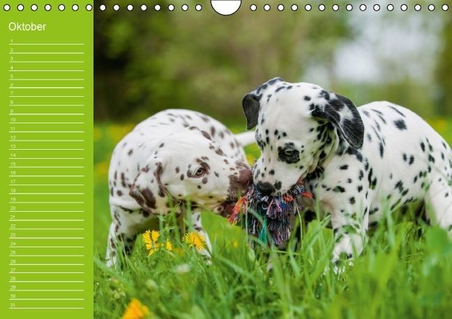 Weitere Ansicht: Dalmatiner - Ein immerwährender Geburtstags-Kalender (Wandkalender immerwährend DIN A4 quer) | Judith Dzierzawa