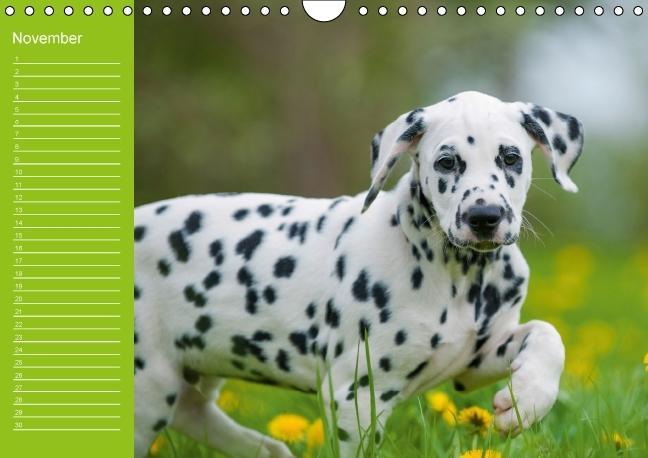 Weitere Ansicht: Dalmatiner - Ein immerwährender Geburtstags-Kalender (Wandkalender immerwährend DIN A4 quer) | Judith Dzierzawa