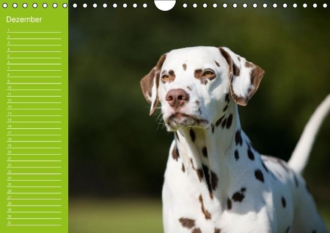 Weitere Ansicht: Dalmatiner - Ein immerwährender Geburtstags-Kalender (Wandkalender immerwährend DIN A4 quer) | Judith Dzierzawa