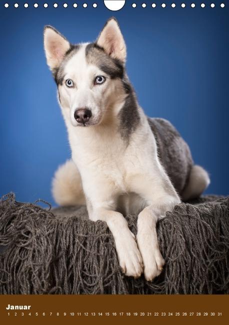 Weitere Ansicht: Hundekalender - Nordische Schönheiten (Wandkalender immerwährend DIN A4 hoch) | Nicole Noack