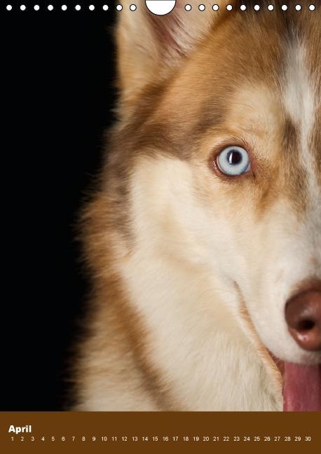 Weitere Ansicht: Hundekalender - Nordische Schönheiten (Wandkalender immerwährend DIN A4 hoch) | Nicole Noack
