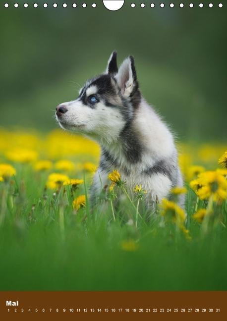 Weitere Ansicht: Hundekalender - Nordische Schönheiten (Wandkalender immerwährend DIN A4 hoch) | Nicole Noack