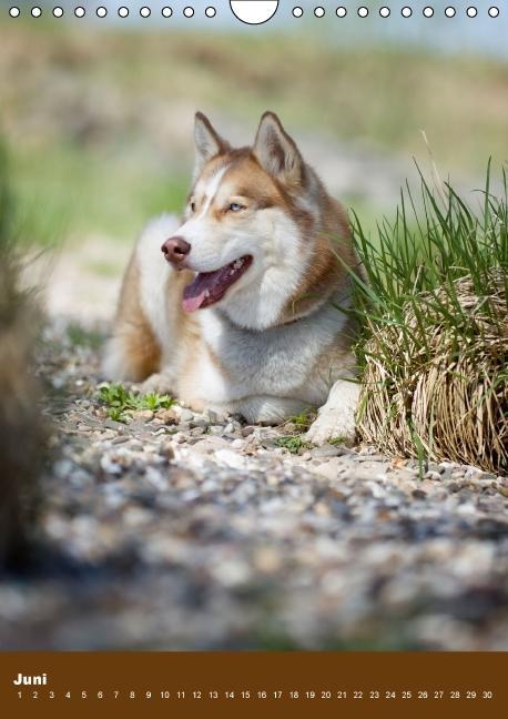 Weitere Ansicht: Hundekalender - Nordische Schönheiten (Wandkalender immerwährend DIN A4 hoch) | Nicole Noack