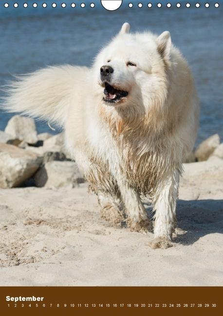 Weitere Ansicht: Hundekalender - Nordische Schönheiten (Wandkalender immerwährend DIN A4 hoch) | Nicole Noack