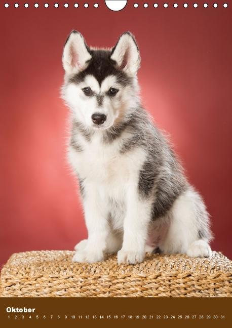 Weitere Ansicht: Hundekalender - Nordische Schönheiten (Wandkalender immerwährend DIN A4 hoch) | Nicole Noack