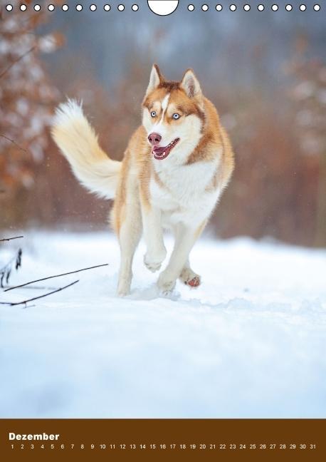 Weitere Ansicht: Hundekalender - Nordische Schönheiten (Wandkalender immerwährend DIN A4 hoch) | Nicole Noack