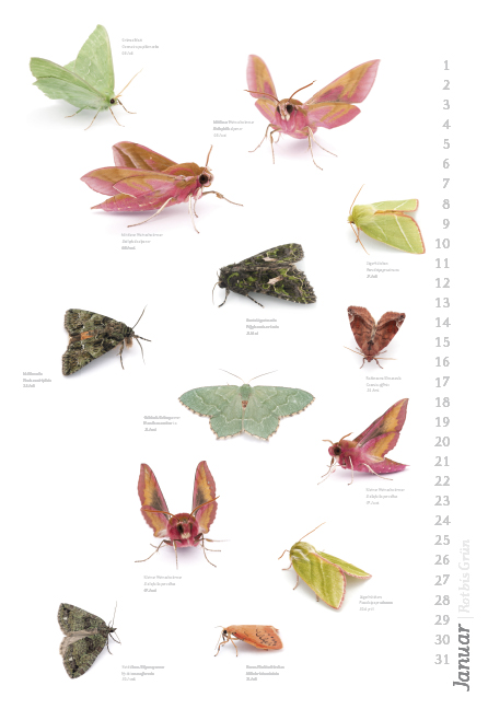 Weitere Ansicht: Das geheime Leben der Nachtfalter
